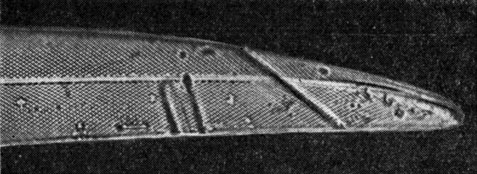 Рис. 112. Pleurosigma elongatum, половина створки (Х1000). Микрофотография Н. И. Караевой