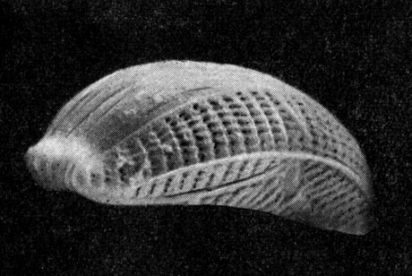 Рис.115. Epithemia sorex, панцирь (х 5000). Электронная микрофотография Н. И. Караевой