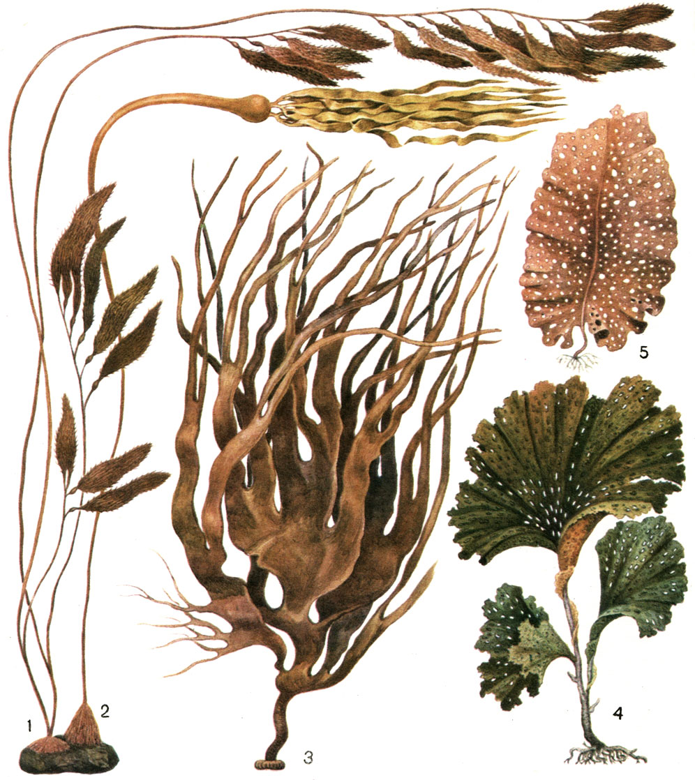 Таблица 16. Бурые водоросли: 1 - макроцистис грушевидный (Macrocystis pyrifera); 2 - нереоцистис Лютке (Nereocystis luetkeana); 3 - дурвиллея антарктическая (Durvillea antarctica); 4 - талассиофиллум решетчатый (Thalassiophyllum clathrus); 5 - агарум продырявленный (Agarum cribrosum)