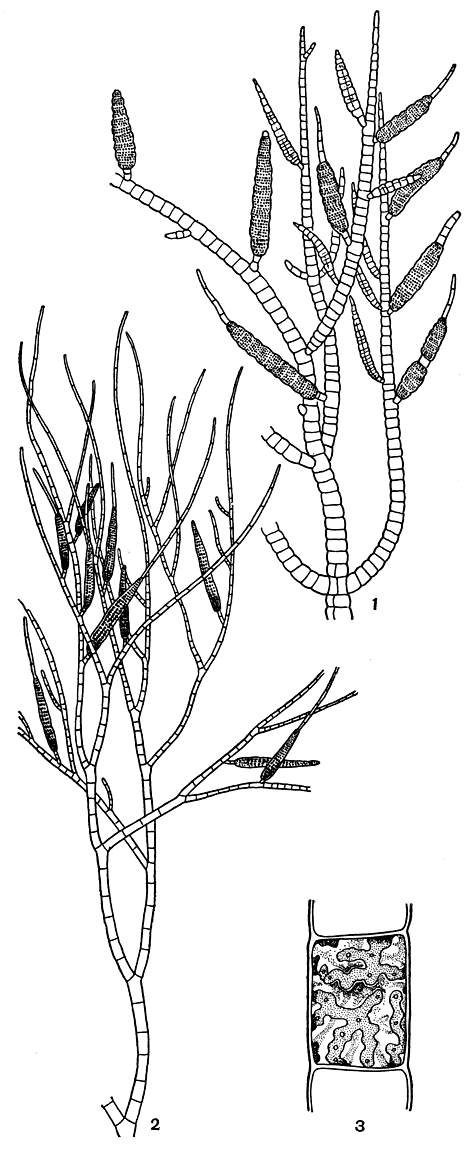 Рис. 122. Пилайелла прибрежная (Pylaiella litoralis) с многогнездными спорангиями (1); эктокарпус стручковатый (Ectocarpus siliculosus) с многогнездными спорангиями (2); клетка эктокарпуса с лентовидными хлоропластами (3)