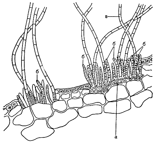Рис. 123. Энтонема эцидиевидная (Entonema aecidioides) на поперечном срезе через пластину ламинарии: а - вегетативные клетки энтонемы; б - однорядные многогнездные спорангии; в - волоски с базальной зоной роста