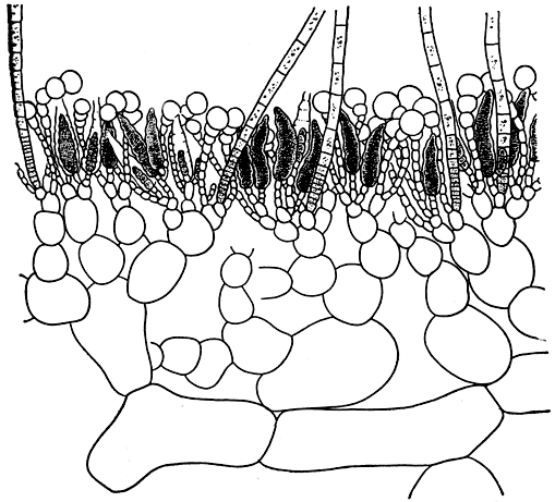 Рис. 125. Продольный разрез слоевища мезоглойи (Mesogloia)
