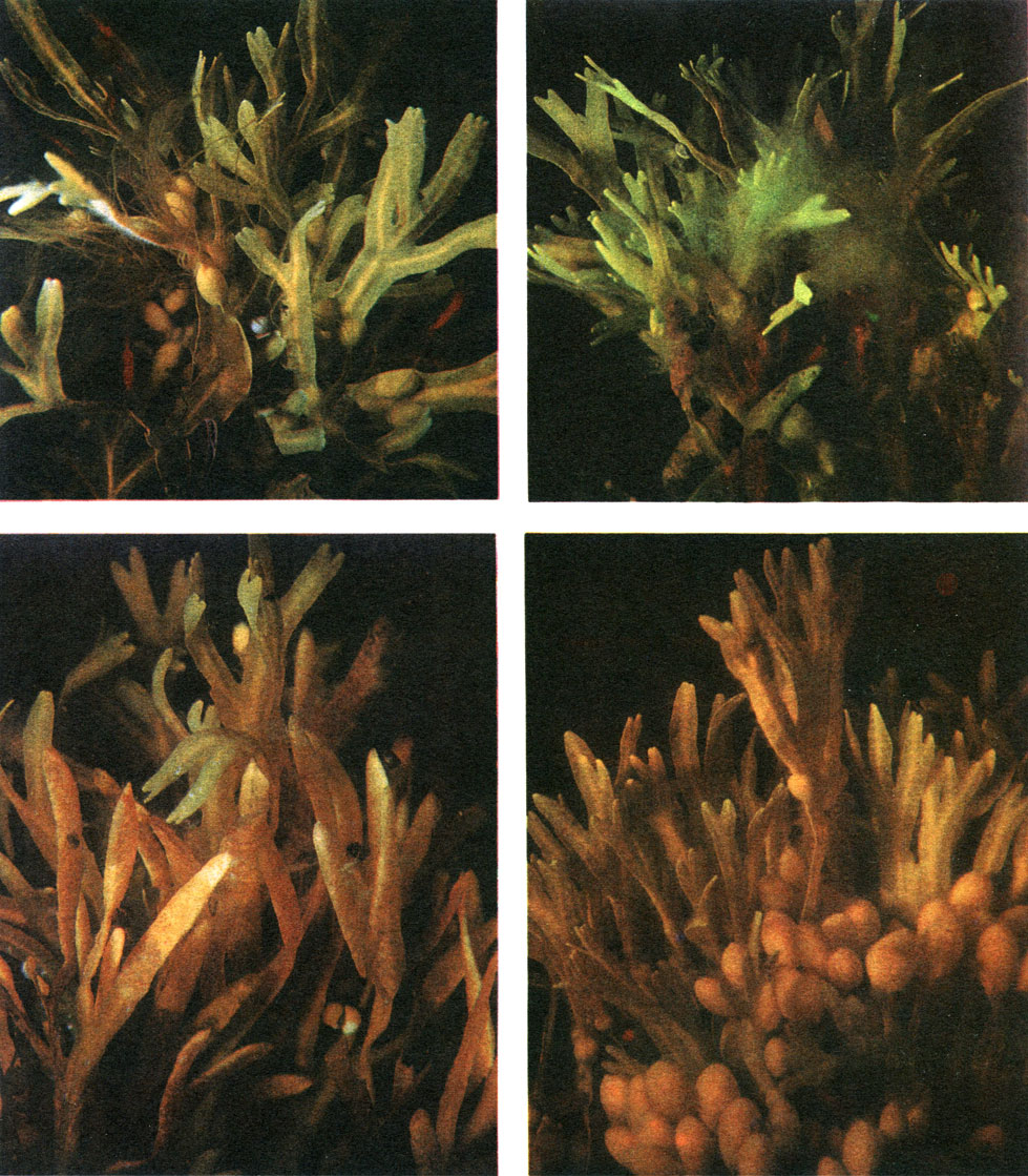 Таблица 18. Бурые водоросли: вверху слева - фукус пузырчатый (Fucus vesiculosus); вверху справа - фукус двусторонний (F. distichus); внизу слева - бурая нитчатая водоросль хордария плетевидная (Chordaria flagelliformis) на фукусе пузырчатом; внизу справа - бурая нитчатая водоросль пилайелла литоральная (Pylaiella litoralis) на фукусе пузырчатом. Фото Ю. Астафьева