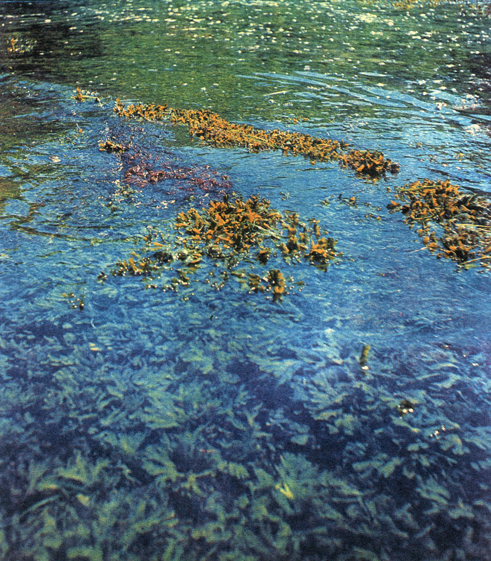 Таблица 19. Заросли бурых водорослей в начале отлива на литорали Белого моря. Фото В. Кузина