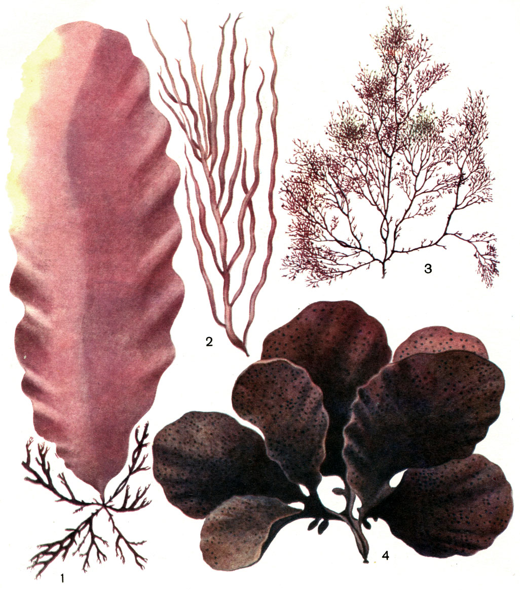 Таблица 20. Красные водоросли: 1 - порфира (Porphyra variegata); 2 - дюмонтия (Dumontia incrassata); 3 - эутора (Euthora cristata); 4 - хондрус (Chondrus yendoi)