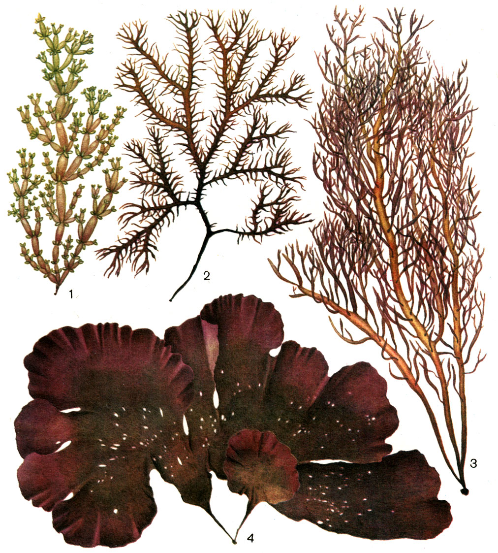Таблица 21. Красные водоросли: 1 - ломентария (Lomentaria articulata); 2 - хондрус (Chondrus родимения (Rhodimenia pertusa)