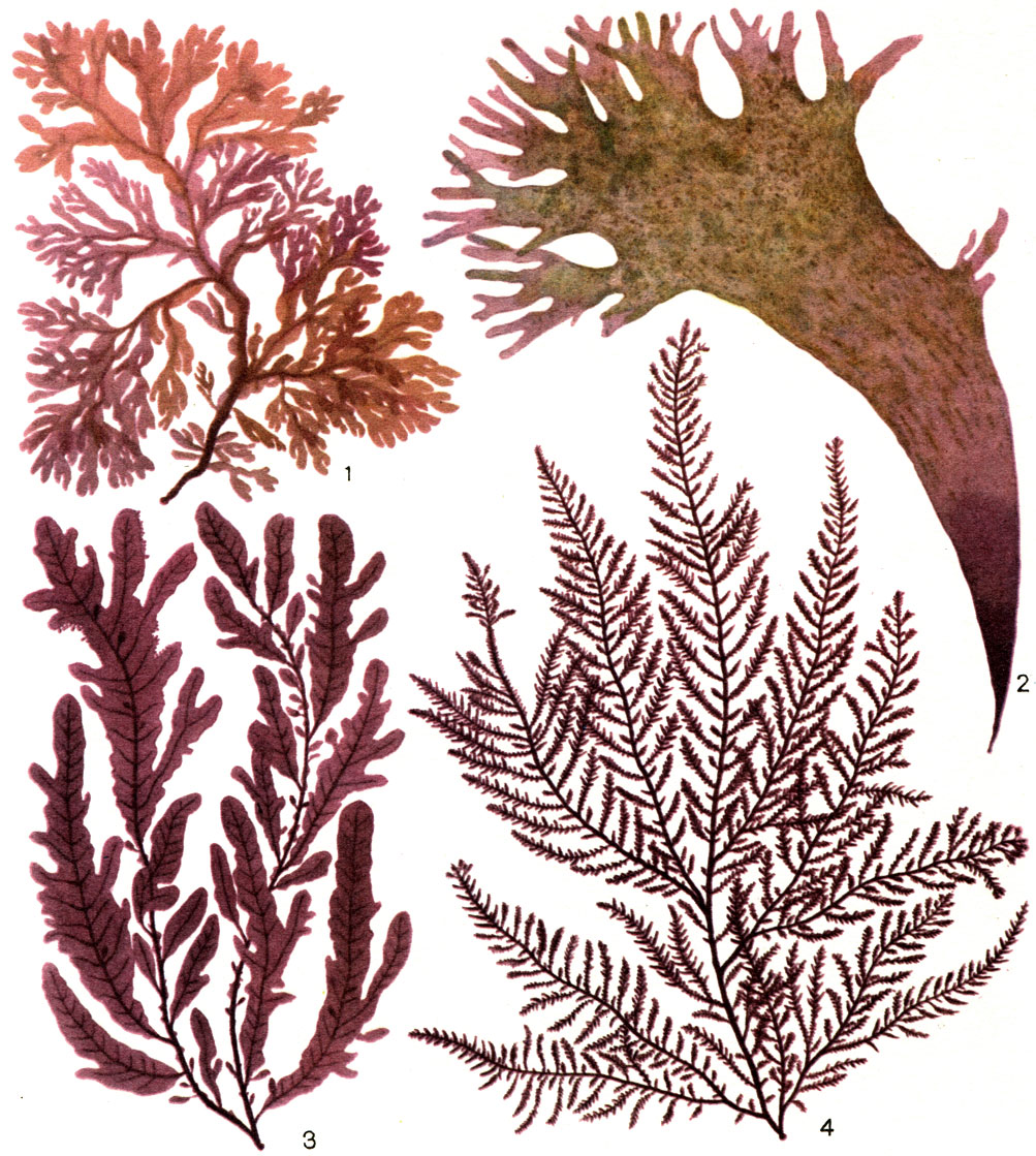 Таблица 22. Красные водоросли: 1 - мембраноптера (Membranoptera alata); 2 - родимения (Rhodimenia stenogona); 3 - фикодрис (Phycodris sinuosa); 4 - птилота (Ptilota asplenioides)