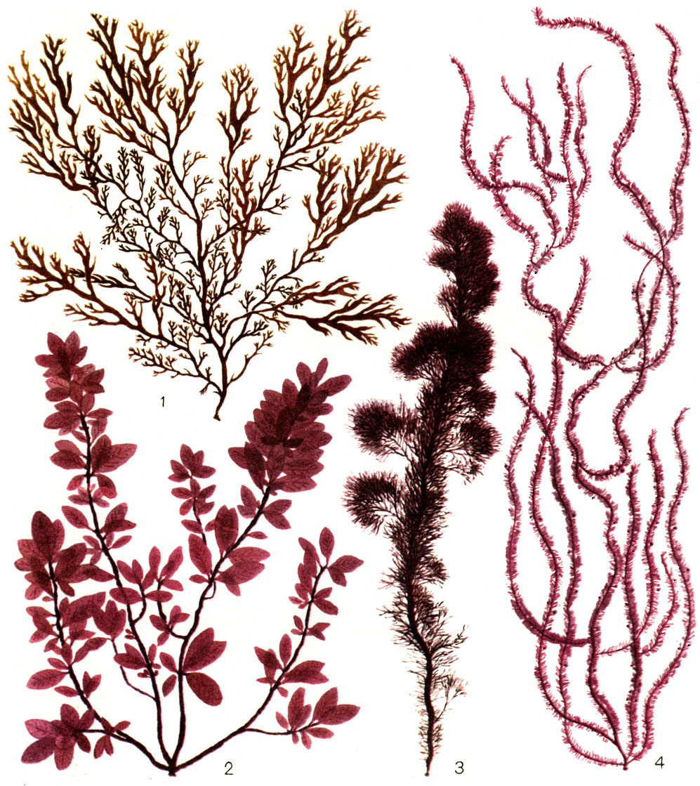 Таблица 23. Красные водоросли: 1 - одонталия (Odonthalia ochotensis); 2 - токидодендрон (Tokidodendron bullata); 3 - 'родомела (Rhodomela lycopodioides); 4 - дазия (Dasia baillouviana)
