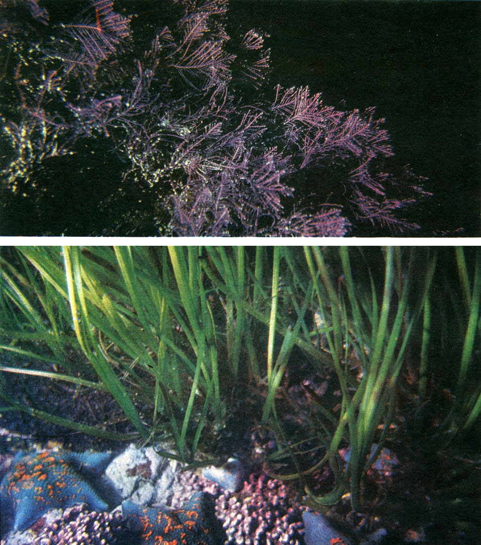 Таблица 24. Красные известковые водоросли: вверху - членистые кораллиновые водоросли - кораллина целебная (Corallina officinalis); внизу - корковые кораллиновые водоросли в биоценозе морской травы филлоспадикса. Фото Ю. Астафьева