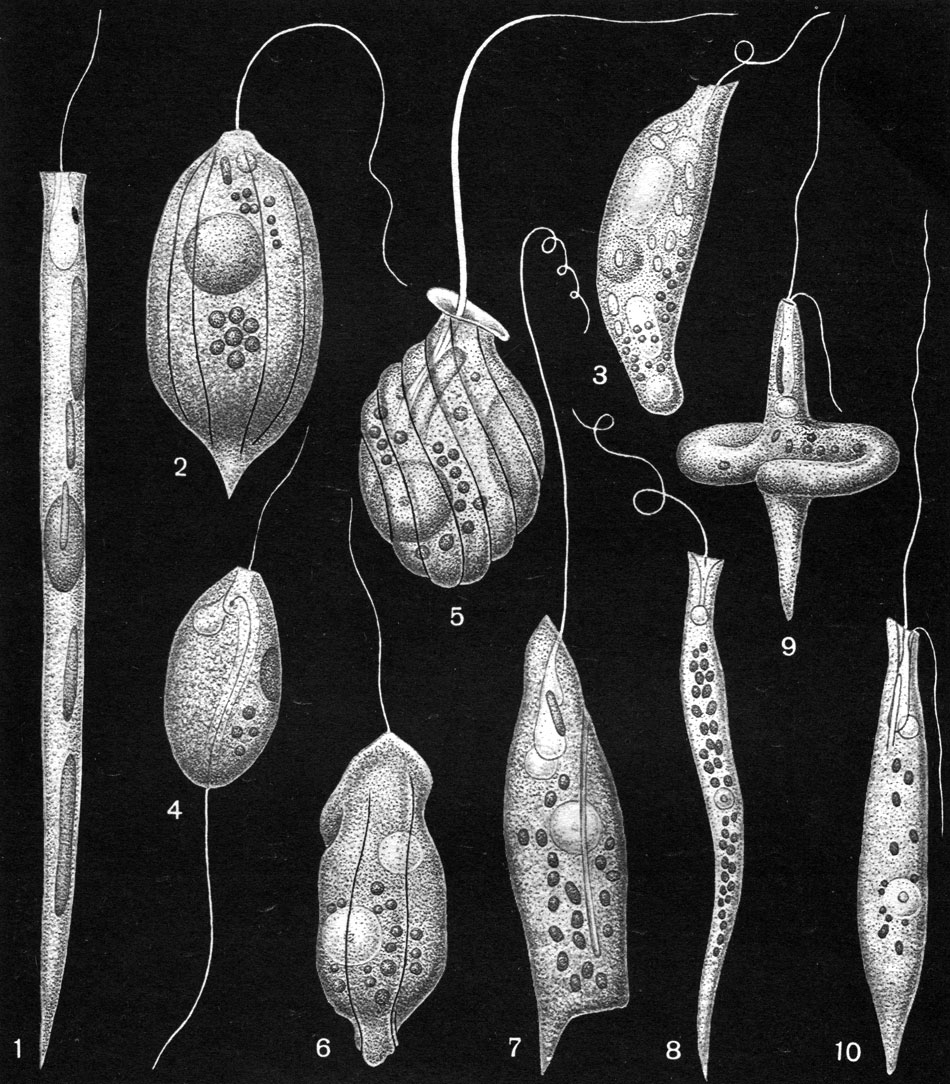 Таблица 27. Бесцветные эвгленовые водоросли: 1 - Cyclidiopsis acus; 2 - Petalomonas praegnans; 3 - Menoidium pellucidum; 4 - Anisonema prosgeobium; 5 - Urceolus cyclostomus; 6 - Urceolus platyrhynchus; 7 - Peranema pleururum; 8 - Menoidium tortuosum; 9, 10 - Heteronema acus, в двух состояниях клетки
