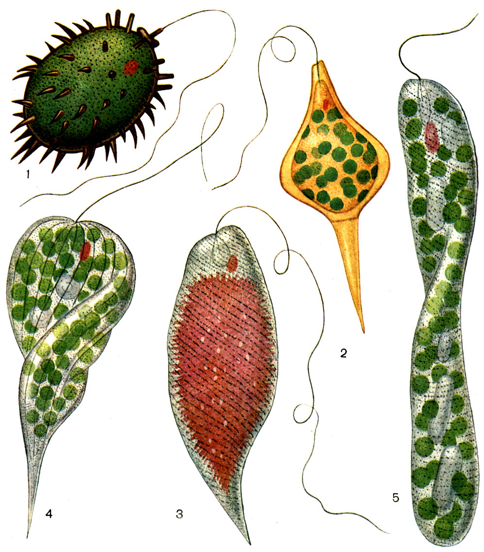 Таблица. 28. Окрашенные эвгленовые водоросли: 1 - Trachelomonas bituricensis; 2 - Strombomonas ensifera; 3 - Euglena sanguinea, заполненная гематохромом; 4 - Phacus longicauda; 5 - Euglena ehrenbergii