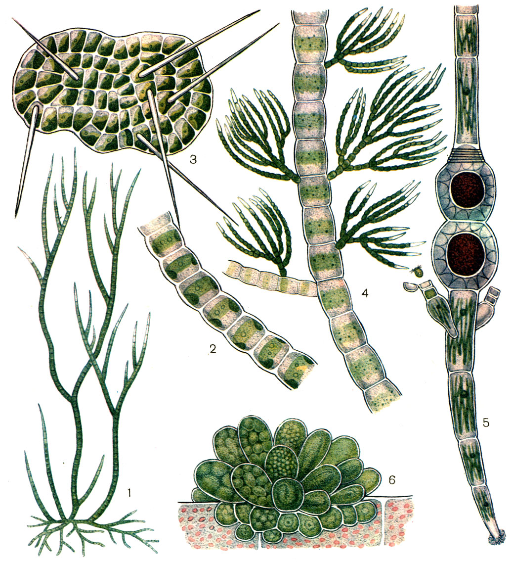 Таблица 30. Улотриксовые водоросли: 1 - стигеоклониум (Stigeoclonium tenue); 2 - улотрикс (Ulothrix zonata); 3 - колеохете (Coleochete scutata); 4 - драпарнальдия (Draparnaldia glomerata); 5 - эдогониум (Oedogonium stellata); 6 - прингсхеймиелла (Pringsheimiella scutata)