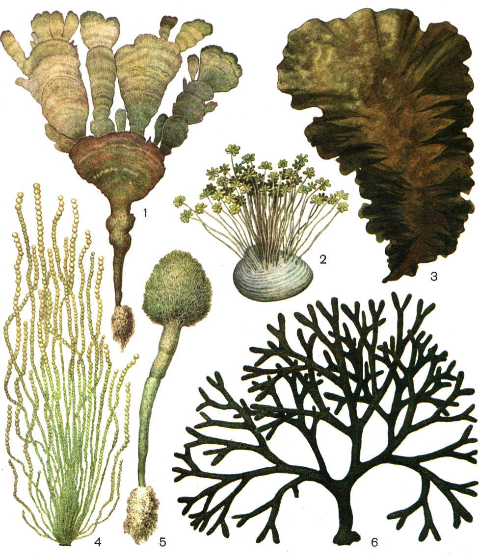 Таблица 32. Улотриксовые и сифоновые водоросли: 1 - удотея ( Udotea flabellata); 2 - ацетабулярия (Acetabularia peniculus); 3 - ульвария (Ulvaria obscura); 4 - хетоморфа (Chaetomorpha melagonium); 5 - пенициллус (Penicillus capitatus); 6 - кодиум (Codium fragile)