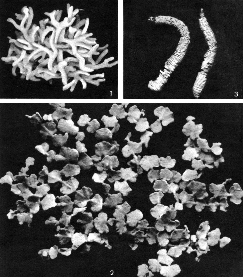 Таблица 33. Сифоновые водоросли: 1 - кодиум (Codium edule); 2 - халимеда (Halimeda opuntia); 3 - неомерис (Neomeris annulata)