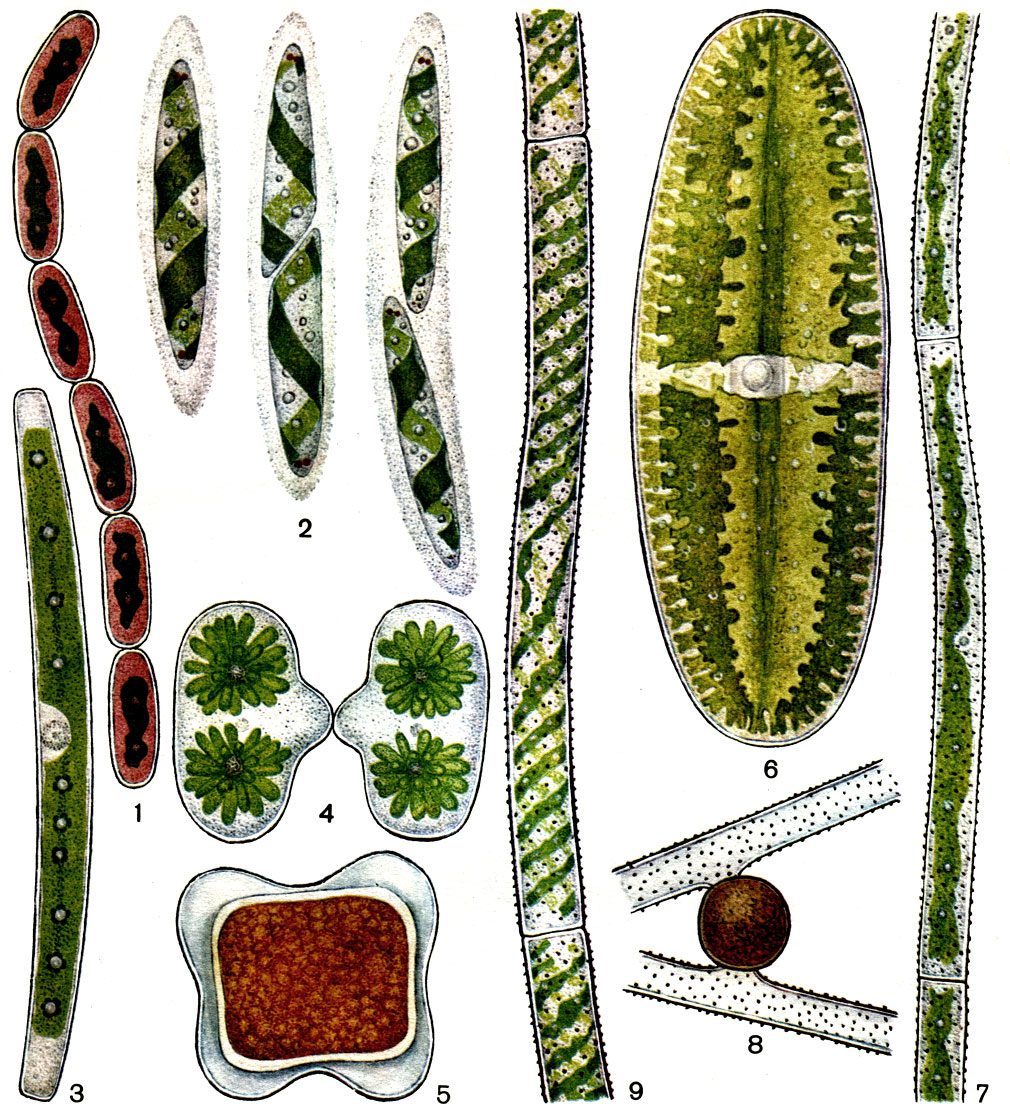 Таблица 35. Мезотениевые и гонатозиговые водоросли: 1 - Ancylonema nordenskioeldii, вегетативные клетки; 2 - Spirotaenia erithrocephala, последовательные стадии деления вегетативной клетки; 3 - Roya cambrica, вегетативная клетка; 4 - Cylindrocystis crassa, конъюгация; 5 - С. brebissonii зигота; 6 - Netrium digitus, вегетативная клетка; 7, 8 - Gonatozygon monotaenium, часть нити и зигота; 9 - Gemculana spirotaenia, часть нити