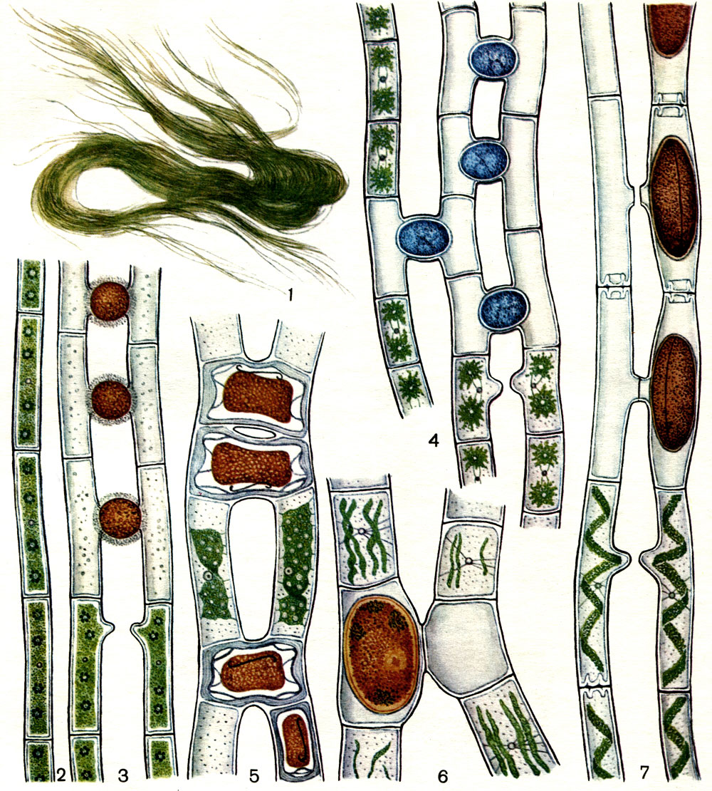 Таблица 36. Зигнемовые водоросли: 1 - общий вид живых нитей в натуральную величину; 2 - вегетативная нить мужоции; 3-7 - конъюгация и образование зигот у Mougeotia gelatinosa (3), Zygnema synadelphum (4), Temnogametum mayyanadense (5), Sirogonium megasporum (6) Spirogyra inflata (7)