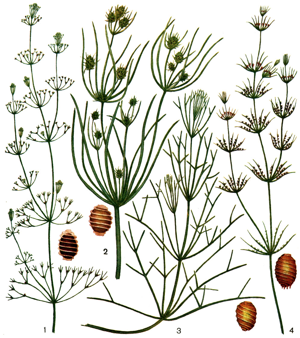 Таблица 38. Харовые водоросли, части талломов и ооспоры: 1 - Nitella mucronata; 2 - Tolypella prolifera; 3 - Nitellopsis; 4 - Chara vulgaris