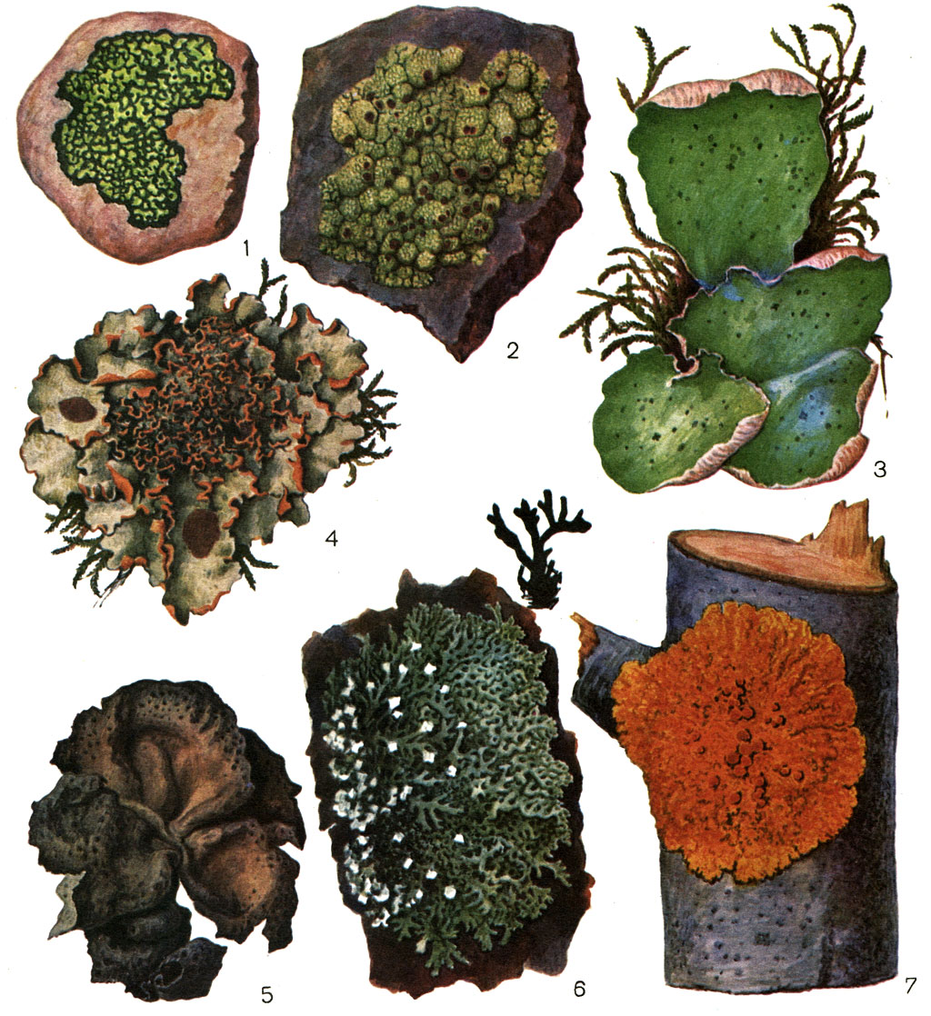 Таблица 42. Накипные (1,2) и листоватые (3-7) лишайники: 1 - Rhizocarpon geographicum, ареолированное слоевище с темным подслоевищем; 2 - Haematomma ventosum, ареолированное слоевище; 3 - Peltigera aphthosa; 4 - Solorina сгосеа; 5 - Umbilicaria muehlenbergii; 6 - Hypogymnia physodes, слоевище сверху и снизу; 7 - Xanthoria parietina