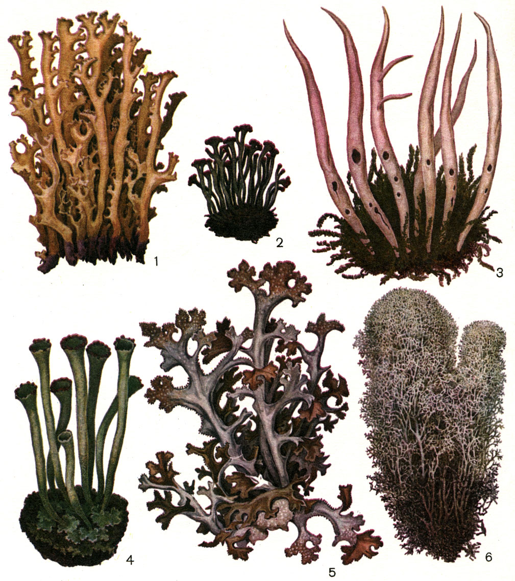 Таблица 48. Напочвенные кустистые лишайники тундр и сосновых лесов: 1 - Cetraria cucullata; 2 - Cladonia floerkeana; 3 - Thamnolia vermicularis; 4 - Cladonia deformis; 5 - Cetraria islandica; 6 - Cladonia alpestris