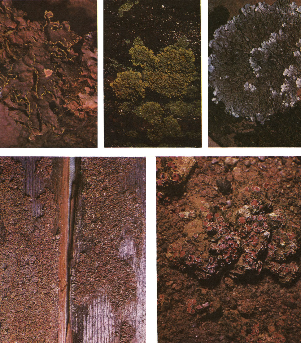 Таблица 46. Листоватые (вверху) и чешуйчатые (внизу) лишайники: вверху слева - Sticta aurata, по краям лопастей кайма ярко-желтых соралей, на нижней поверхности пятнистые ярко-желтые цифеллы; вверху в середине - Parmelia scortea, в центральной части темно-серые изидии; вверху справа - Xanthoria parietina; внизу слева - Psora scalaris; внизу справа - Psora decipiens