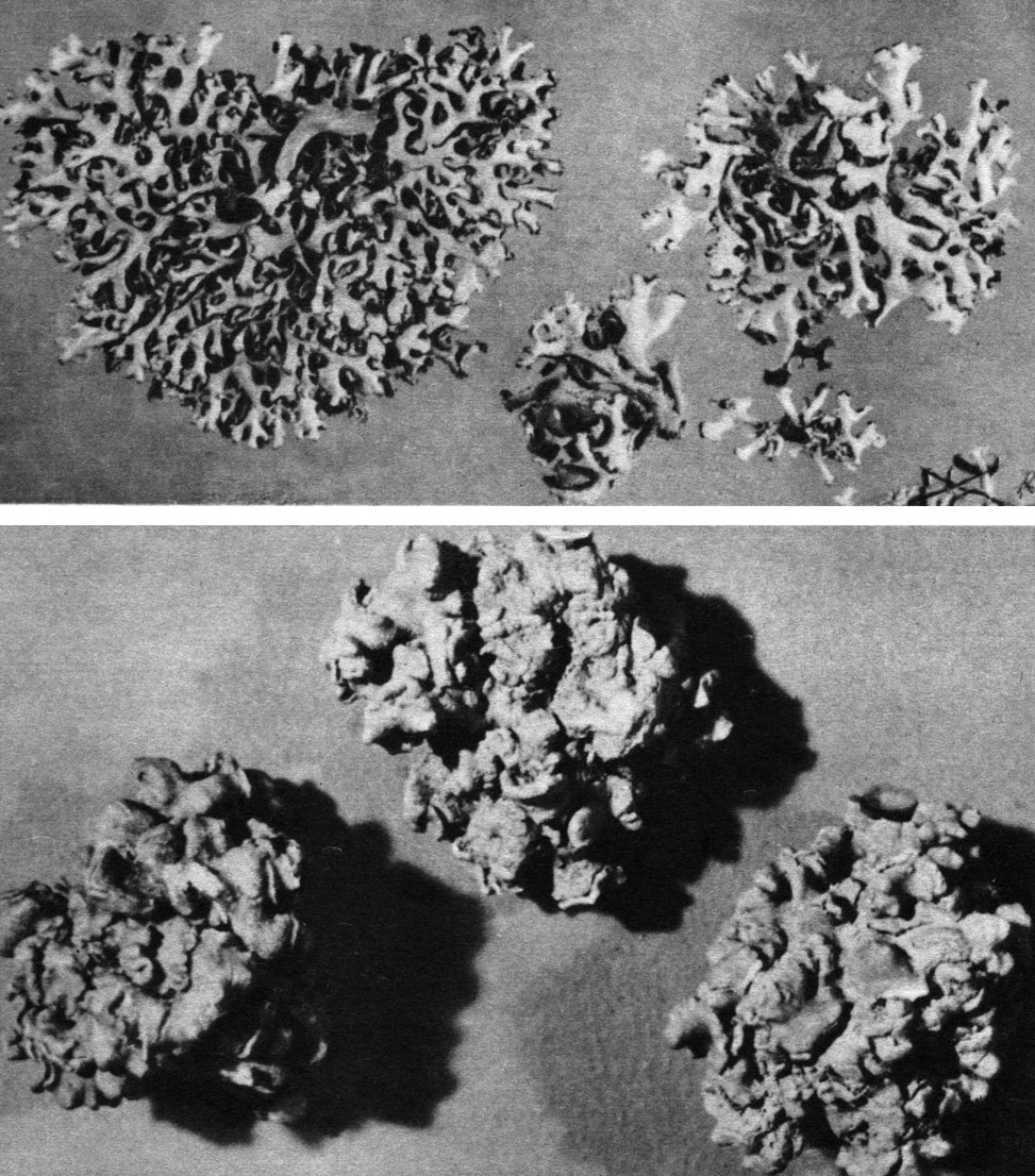 Таблица 50. Кочующие степные лишайники (внешний вид слоевища): вверху - Parmelia vagans; внизу - Aspicilia esculenta