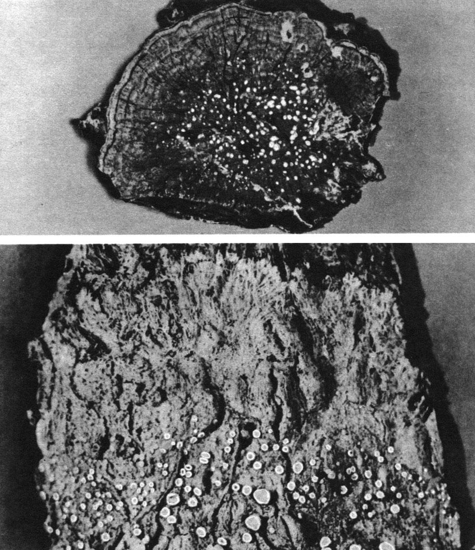 Таблица 54. Эпифитные лишайники: вверху - Pertusaria globulifera, внешний вид накипного слоевища с соралями; внизу - Lecanora pachycheila, бахромчатый край слоевища
