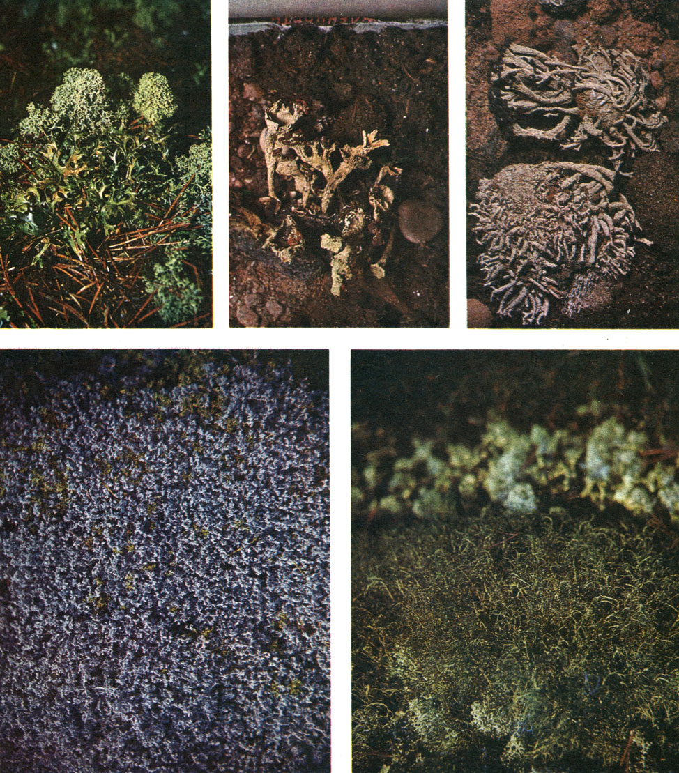 Таблица 56. Тундровые лишайники: вверху слева - группировка напочвенных кустистых лишайников: Cladonia alpestris, Cetraria islandica; вверху в середине - Cladonia pleurota; вверху справа - Pilophorus robustus; внизу слева - дернинка Stereocaulon; внизу справа - дернинка Aiectoria ochroleuca