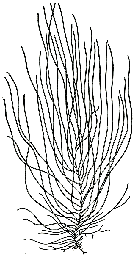 Рис. 126. Хордария плетевидная (Chordaria flagelliformis)