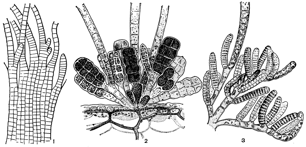 Рис. 130. Край слоевища занардинии (Zanardinia), вид с поверхности (1); кутлерия (Cutleria), веточки с женскими (2) и мужскими (3) гаметангиями