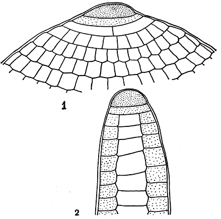 Рис. 132. Вершина ветви диктиоты дихотомической (Dictyota dichotoma): 1 - вид с поверхности, 2 - продольный разрез