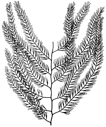 Рис. 134. Спорохнус (Sporochnus)