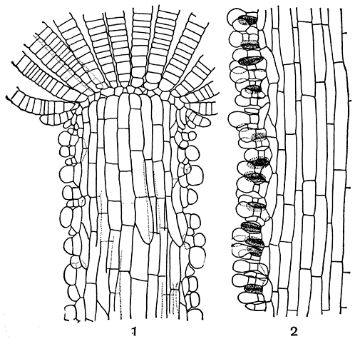 Рис. 135. Нерейя нитевидная (Nereia filiformis): продольные разрезы вершины (1) и коры со спорангиями (2)