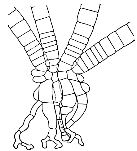 Рис. 136. Проросток слоевища спорофита нерейи нитевидной (Nereia filiformis)