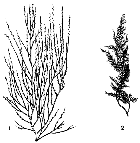 Рис. 137. Слоевища десмарестии шиповатой (Desmarestia aculeata): 1 - летнее; 2 - зимнее
