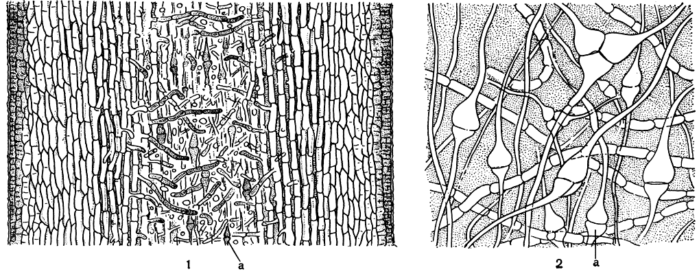 Рис. 139. Продольный разрез молодого слоевища ламинарии (Laminaria): 1 - при малом увеличении; 2 - при большом увеличении: а - трубчатые нити