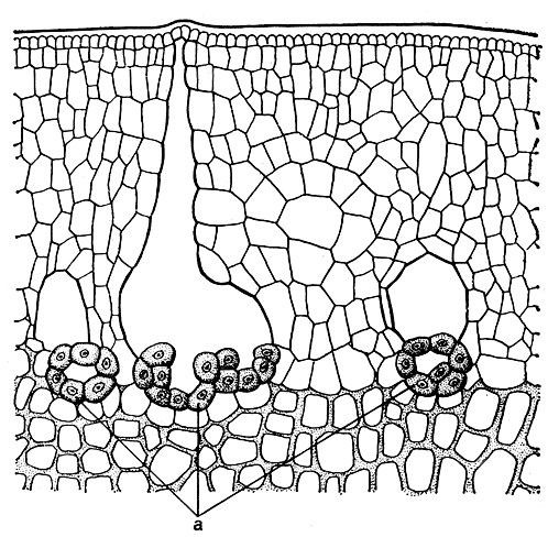 Рис. 140. Слизистые каналы ламинарии северной (Laminaria hyperborea): а - секреторные клетки