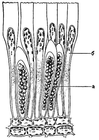 Рис. 141. Спорангии (а) и парафизы (б) ламинариевых водорослей