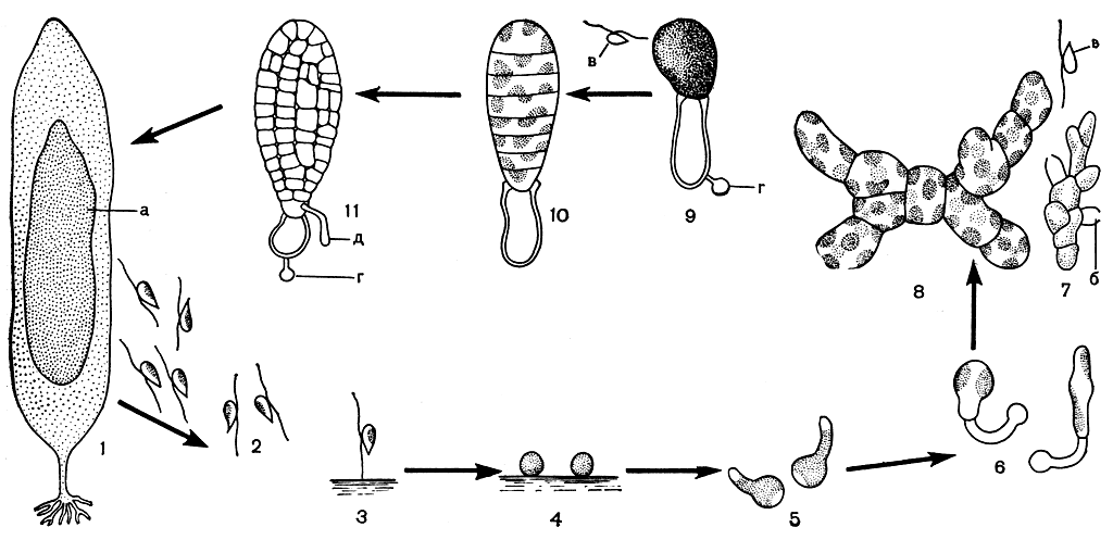 Рис. 142. Цикл развития ламинариевых водорослей: 1 - слоевище со спорами: а - пятно спорангиев; 2 - плавающие зооспоры; 3 - зооспора прикрепилась передним жгутиком к грунту; 4 - эмбриоспоры; 5 - эмбриоспоры с проростковой трубкой; 6 - образование первых клеток гаметофитов (слева - женский, справа - мужской); 7 - мужской гаметофит: б - антеридий, в - антерозоиды; 8 - многоклеточный женский гаметофит; 9 - одноклеточный женский гаметофит после выхода яйцеклетки из оогония: г - оболочка эмбриоспоры; 10-11 - начало развития слоевища спорофита: д - первичный ризоид
