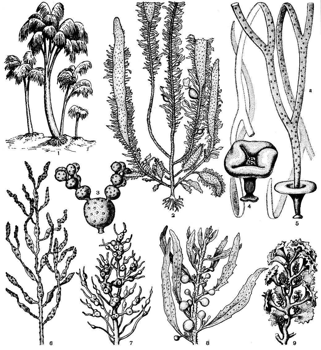 Рис. 143. Бурые водоросли: 1 - лессония (Lessonia); 2 - егрегия (Egregia); 3 - вершина ветви хормозиры Банкса (Hormosira banksii); 4,5 - химанталия удлиненная (Himanthalia elongata): 4 - молодое растение, 5 - растение с рецептакулами (а); 6 - вершина ветви цистозейры бородатой (Cystoseira barbata); 7 - вершина ветви цистозейры косматой (Cystoseira crinita); 8 - вершина ветви саргассума (Sargassum); 9 - вершина ветви турбинарии (Turbinaria)