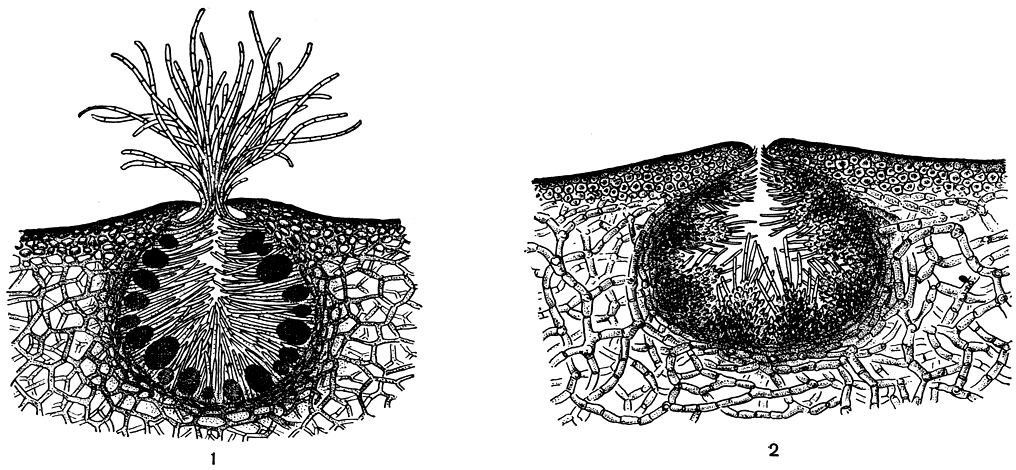 Рис. 146. Зрелые концептакулы фукуса пузырчатого (Fucus vesiculosus): 1 - женский; 2 - мужской