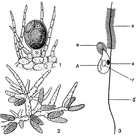 Рис. 148. Фукус пузырчатый (Fucus vesiculosus): 1 - оогоний; 2 - антеридии; 3 - схема строения антерозоида: а - передний жгутик, б - задний жгутик, в - глазок, г- ядро, д - хлоропласт, е - хоботок