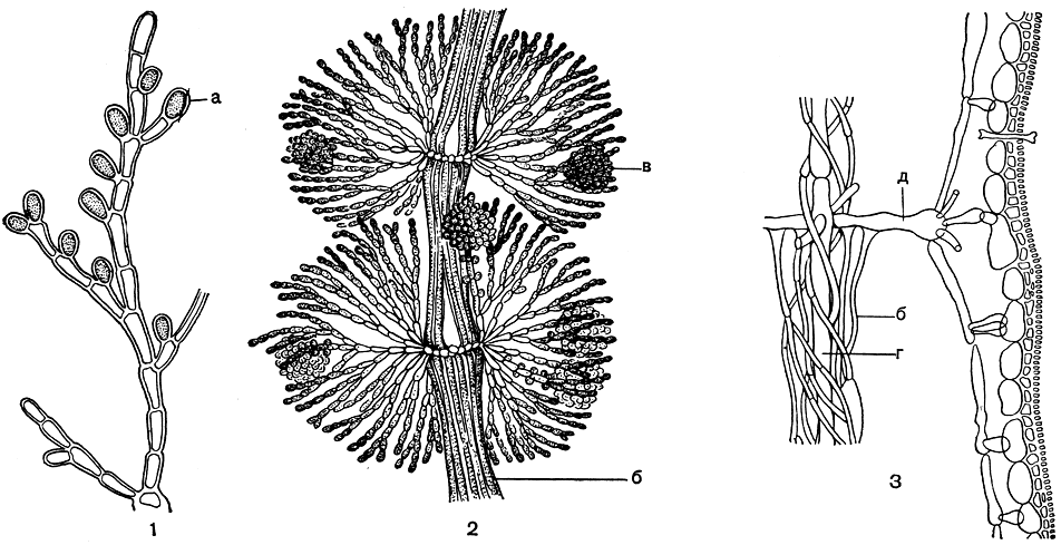 Рис. 151. Эволюция структуры флоридеевых: l - Kylinia; 2- часть слоевища Batrachospermum; 3 - продольный срез через слоевище Lemanea: а - моноспоры, б - ризоиды, в - гонимобласт, г - центральные клетки, д - перицентральная клетка