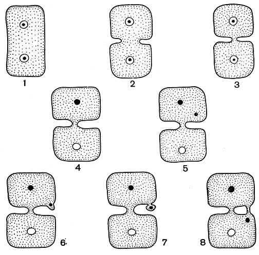 Рис. 157. Схема образования первичных (1-3) и вторичных (4-8) пор у красных водорослей