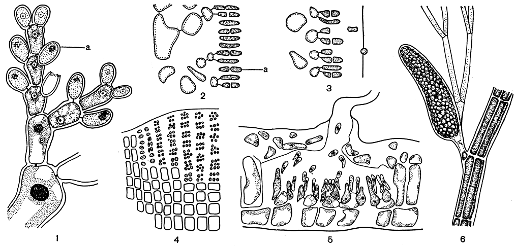 Рис. 159. Сперматангии (а) красных водорослей: 1 - Nemalion; 2,3 - Gelidium; 4 - Peyssonnelia; 5 - концептакул со сперматангиями Fosliella; 6 - Polysiphonia