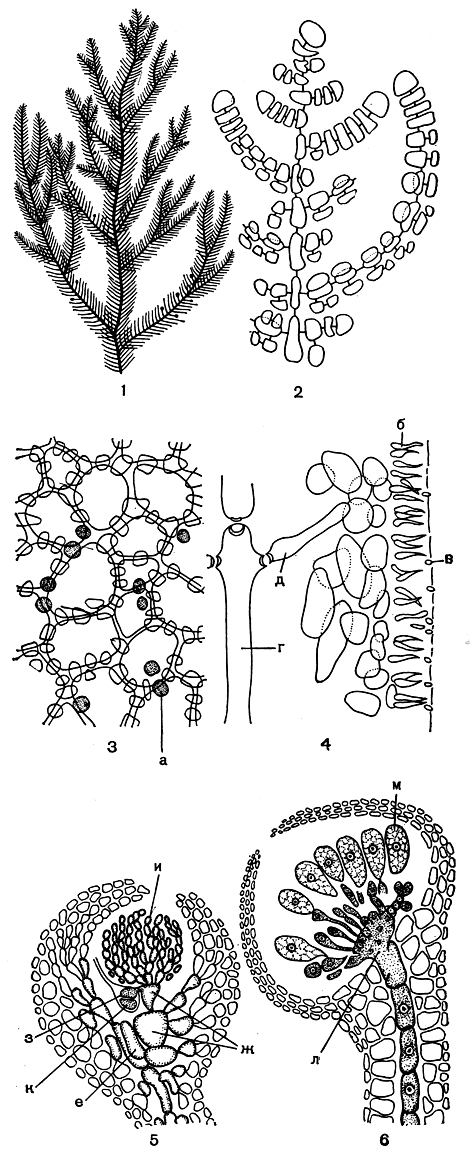 Рис. 165. Строение боннемезониевых: 1 - внешний вид веточки Bonnemaesonia; 2 - вершина веточки; 3 - строение коры с поверхности слоевища; 4 - часть продольного среза слоевища со сперматангиями; 5, 6- развитие цистокарпа. а - железистые клетки, б - материнская клетка сперматангия, в - сперматангий, г - центральная ось, д - перицентральная клетка, е - несущая клетка, ж - клетки кар- погонной ветви, з- карпогон, и - питающие нити, к - первая клетка гонимобласта, л - клетка слияния, м - карпоспоры