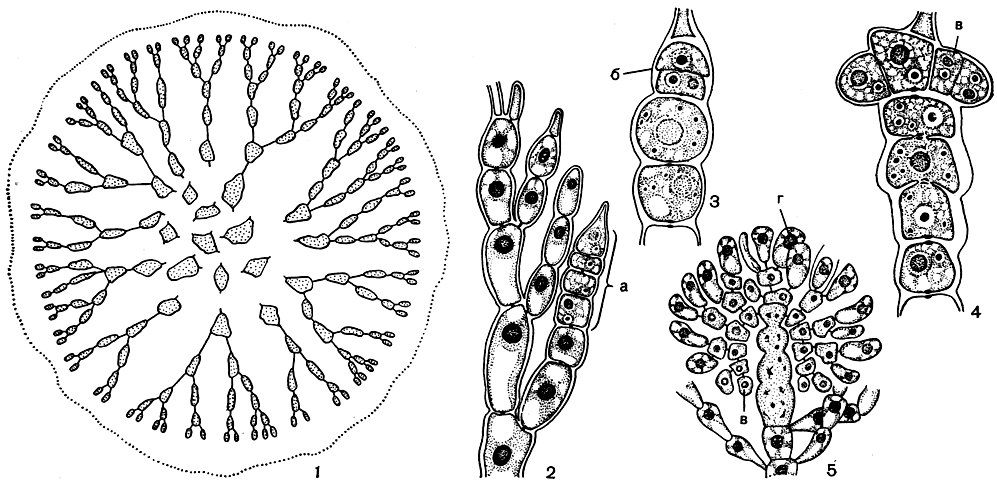 Рис. 166. Строение и размножение Nemalion: 1 - поперечный срез слоевища; 2 - карпогонная ветвь; 3-5 - стадии развития гонимобласта. а - клетки карпогонной ветви; б - карпогон после оплодотворения, в - клетки гонимобласта, г - карпоспоры