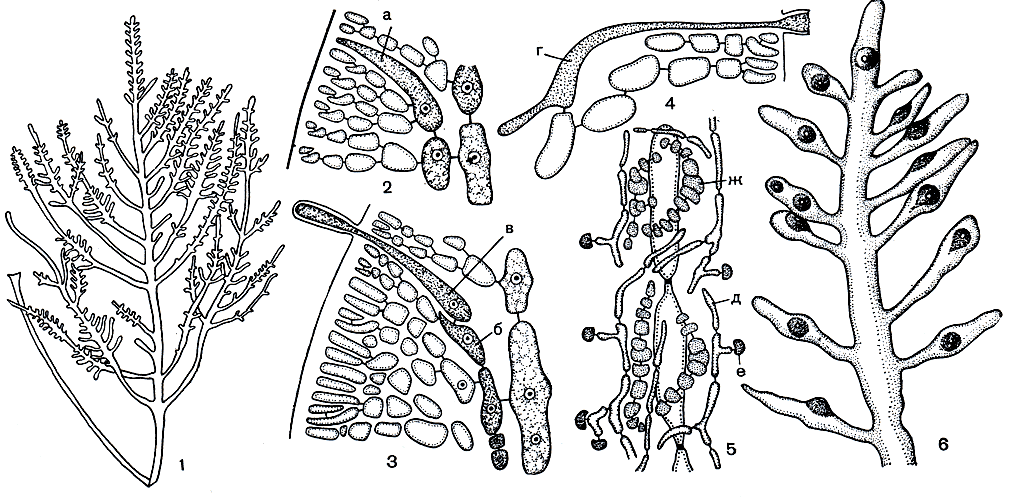 Рис. 167. Строение и размножение Gelidium: 1 - внешний вид растения; 2-5 - развитие карпогонной ветви и гонимобласта; 6 - веточка с цистокарпами. а - инициальная клетка карпогонной ветви, б - несущая клетка, в - карпогон, г - клетка слияния, д - клетки нитей гонимобласта, е - карпоспоры, ж - питающая ткань