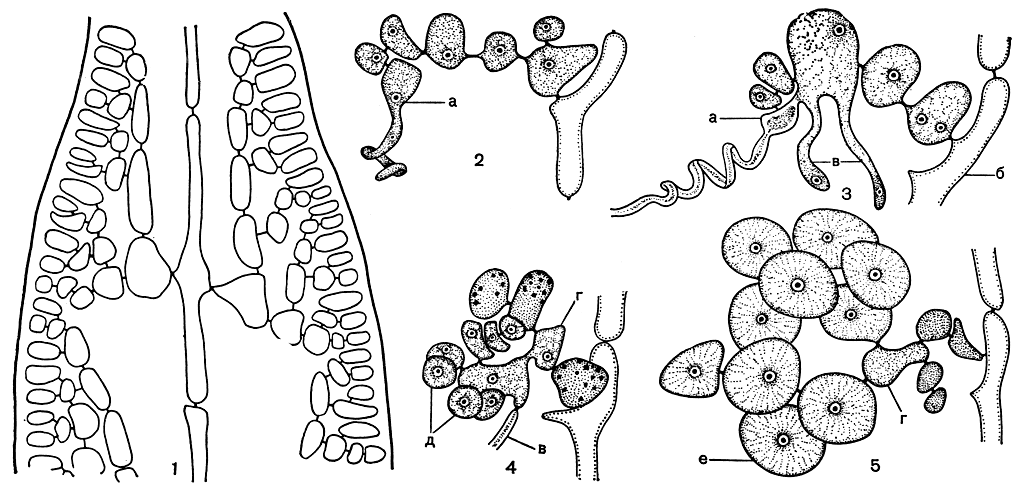 Рис. 168. Строение и размножение Dumontia: 1 - продольный срез у вершины веточки; 2 - карпогонная ветвь; 3 - эта же ветвь после оплодотворения; 4,5 - развитие гонимобласта из ауксиллярной клетки, а - карпогон, б - несущая клетка, в - соединительные нити, г - ауксиллярная клетка, д - первые клетки гонимобласта, е - карпоспоры