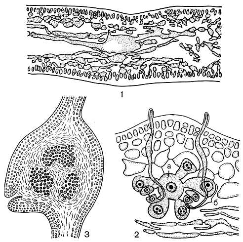 Рис. 169. Kallymenia: 1 - поперечный срез слоевища; 2 - карпогонная система; 3 - поперечный срез через зрелый цистокарп. а - несущая клетка, б - карпогонная ветвь