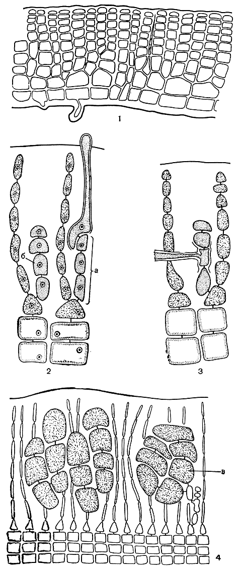 Рис. 171. Строение и размножение Peyssonnelia: 1 - вертикальный срез через корку; 2 - карпогонная (а) и ауксиллярная (б) ветви; 3 - слияние соединительной нити с ауксиллярной клеткой; 4 - гонимобласты. в - карпоспоры